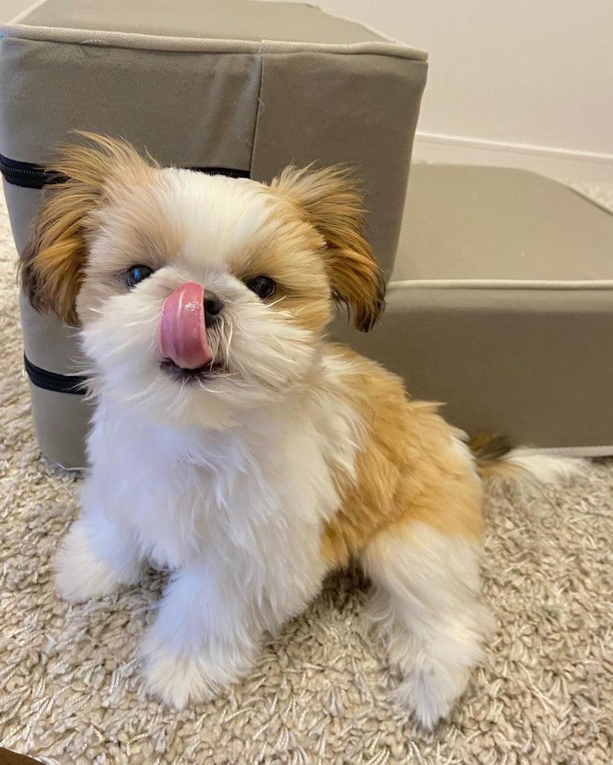 Bella the Shih Tzu puppy